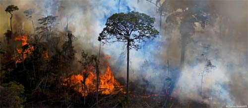 Brasil liderou desmatamento de florestas tropicais em 2022