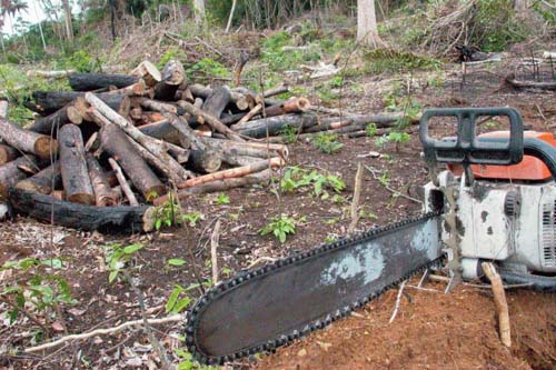 Desmatamento na Amazônia dispara e atinge maior nível em 11 anos