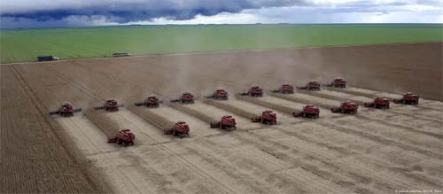 Desmatamento para cultivo de soja volta a ameaçar Amazônia