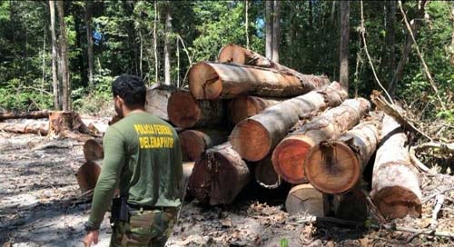 Ação da PF combate exploração ilegal de madeira na Amazônia