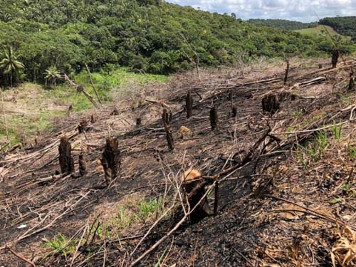 Operação flagra desmatamento de Mata Atlântica em São Miguel dos Milagres