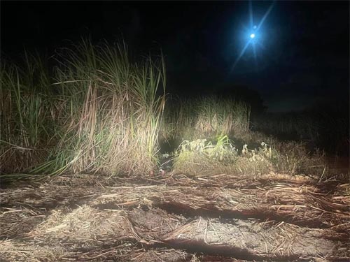 Homem foi morto por amigo em residência e logo após desovado em canavial, concluiu PC