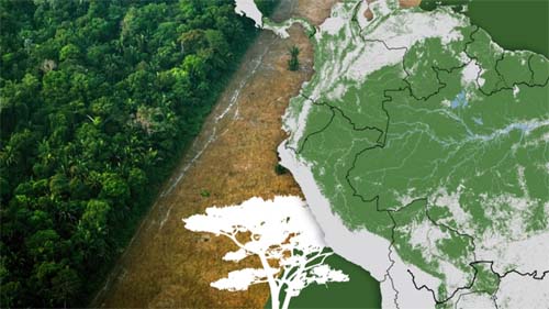 Preocupação global: o destino da Floresta Amazônica em discussão na cúpula da ONU