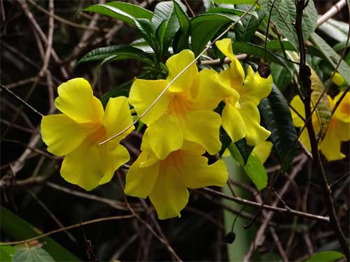 IMA celebra Dia do Botânico com 70 mil plantas e programação especial para o evento