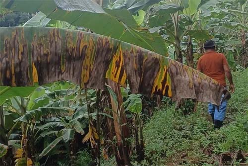 Doença da bananeira ameaça produção do fruto em Alagoas