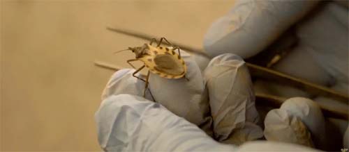 Expansão da Doença de Chagas nos Estados Unidos provoca Alerta Público