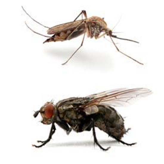 Conheça a virose causada por insetos