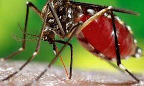 Proliferação de insetos provoca doenças alérgicas; veja como evitar