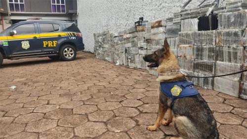 Com ajuda de cães, PRF apreende uma quantidade histórica de cocaína