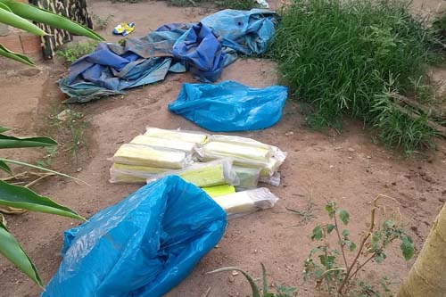 Polícia encontra droga enterrada no quintal de casa em Arapiraca