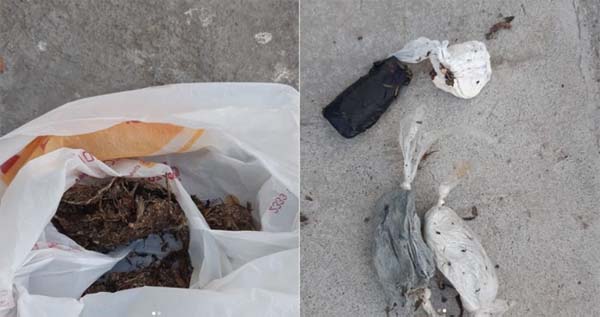 Visitante é detida ao tentar entrar em presídio com maconha e cocaína