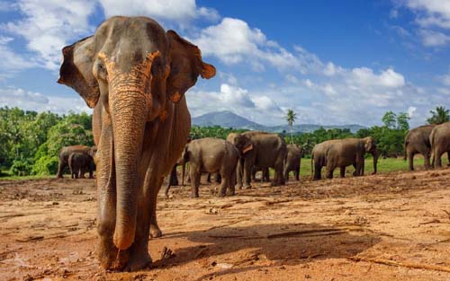 Elefante que matou idosa e pisoteou corpo reúne manada e destrói casa da vítima