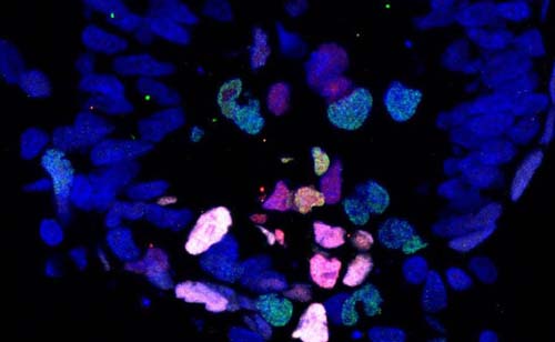 Embriões de macaco cultivados fora do útero abrem nova porta à ciência