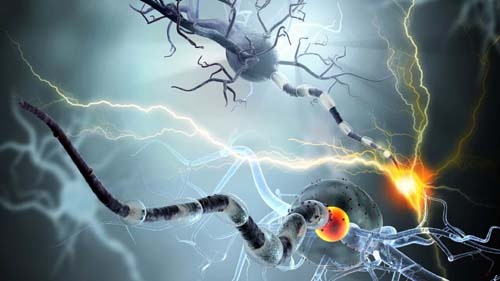 Estudo abre rota para entender o envelhecimento do sistema nervoso