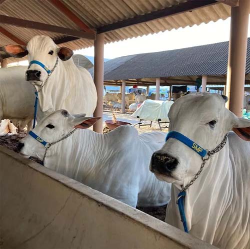 Confira a programação da 72ª Expoagro Alagoas, que ocorre de 22 a 30/10