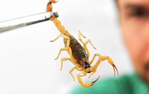Alagoas registra mais de 5 mil picadas de escorpião no primeiro semestre de 2021