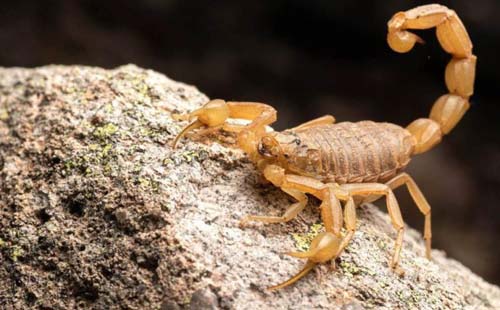 Escorpiões: saiba como evitar proliferação e o que fazer em caso de acidente