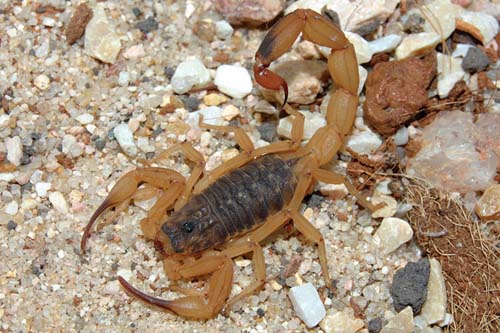 Escorpiões: quem são essas formas de vida que há 450 milhões de anos habitam a Terra?