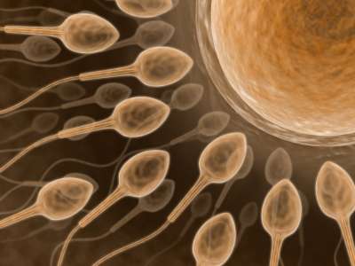 Espermatozoides sabem realizar cálculos complexos, diz pesquisa