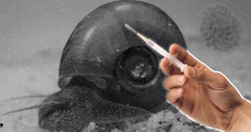 Descoberta sobre resposta imune abre caminho para vacina contra esquistossomose