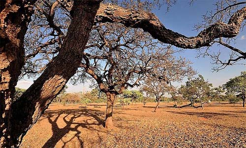 Governador assina decreto de emergência após estiagem em 24 municípios de Alagoas