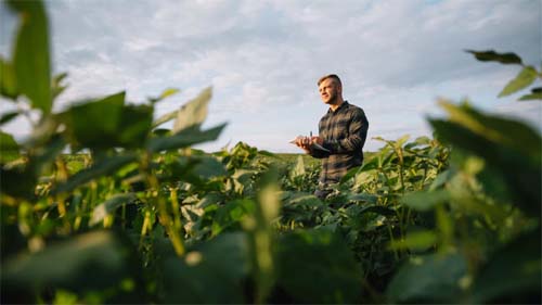 Sétima estimativa da Conab para safra 2022/23 indica produção de 312,53 mi/t de grãos