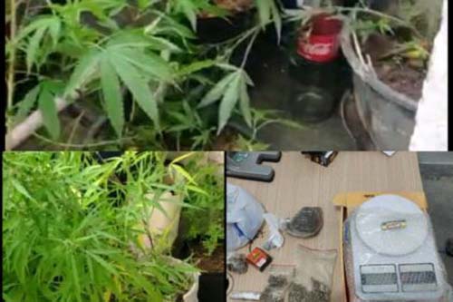 Polícia Civil flagra estufa com pés de maconha e prende dois em Paripueira