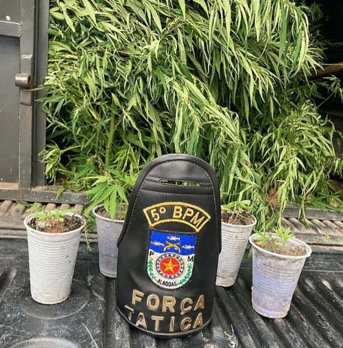 Pastores são presos após serem flagrados com pés de maconha cultivados em igreja