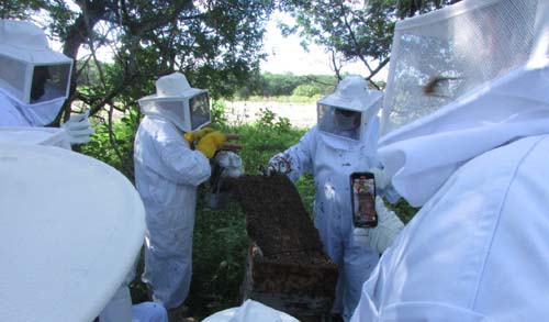Expedição em cidade alagoana mostra como a apicultura pode transformar vitimas