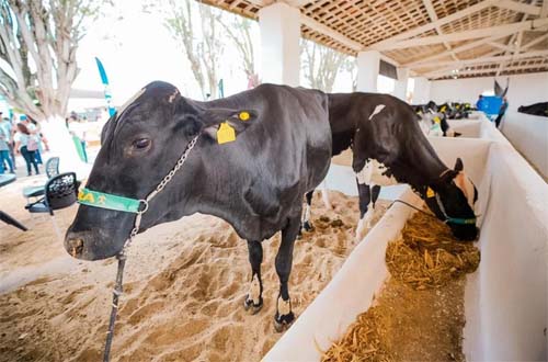 TecLeite marca pioneirismo de Alagoas na 42ª Expo Bacia Leiteira