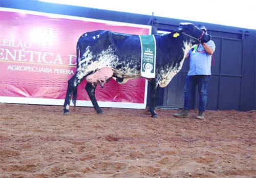 Leilões da Expoalagoas movimentam setor em AL