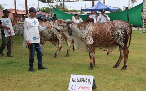 Negócios fechados durante a 72ª Expoagro Alagoas ultrapassam R$ 23 milhões