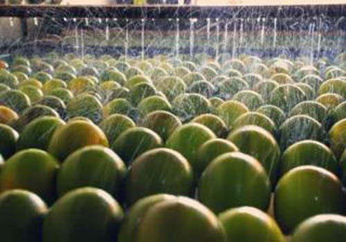 Fábrica de sucos de laranja lima deve ampliar sua produção em 500%