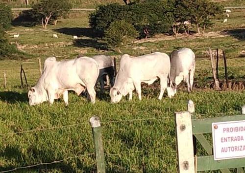 Fazenda com quatro mil cabeças de gado inova ao substituir cana de açúcar pela pecuária