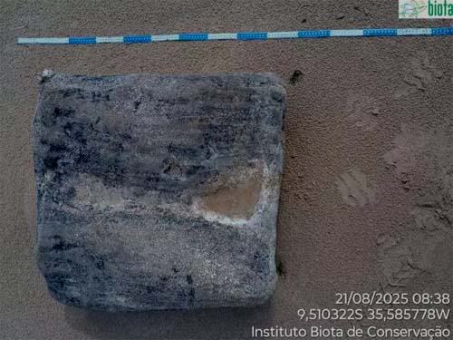 Fardos de Borracha Retornam às Praias de Alagoas: Um Alerta Ambiental