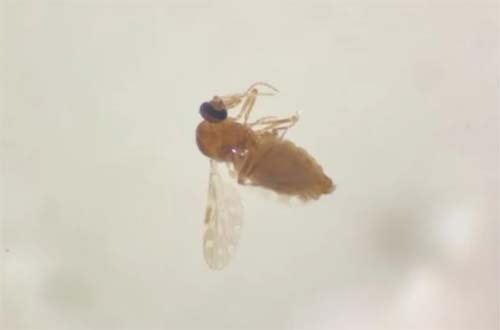 Febre oropouche, antes restrita à Amazônia, se espalha pelo país e preocupa autoridades de saúde