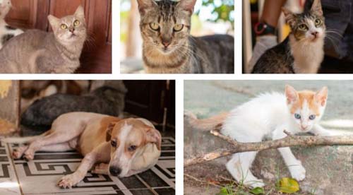 Feira de Adoção leva 25 animais para a Rua Aberta neste domingo
