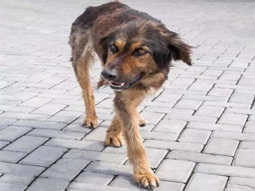 Feto é encontrado em sacola que estava na boca de cachorro