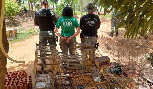 Fiscalização ambientel apreende 215 aves em cativeiro n a Zona da Mata em Alagoas