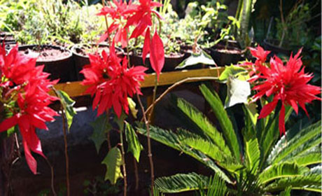Belas e perigosas: plantas decorativas podem ser venenosas e até matar