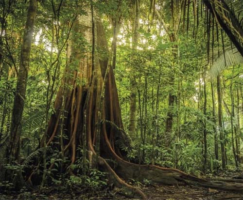 Amazônia perde uma área equivalente à França em quatro décadas devido ao desmatamento crescente