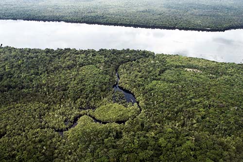 Na COP26, Brasil assina declaração internacional para proteger florestas