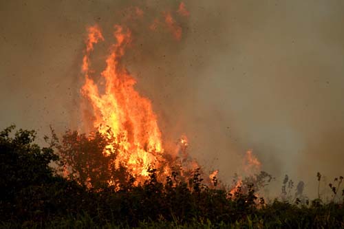 Organizações alertam para alto risco de incêndios no Pantanal