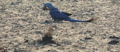 O impacto do fogo nos animais do Pantanal