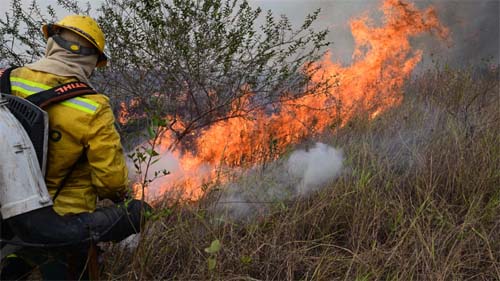 Santuário de araras azuis, onças e tamanduás é destruído no Pantanal