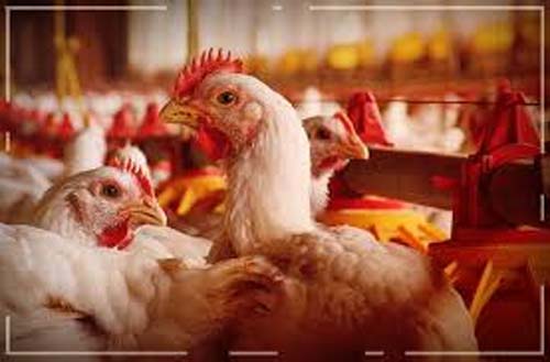 México e Reino Unido voltam a importar frango do Rio Grande do Sul após fim de restrições sanitárias