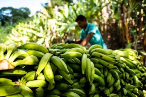 Projeto de fruticultura irrigada no Sertão de AL vai gerar cerca de 900 empregos diretos
