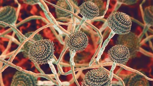 A epidemia mortal de infecção por fungo no cérebro que atinge a África