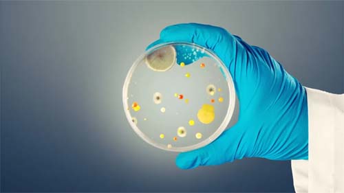 Cresce a ameaça global do fungo resistente Candida auris na Europa