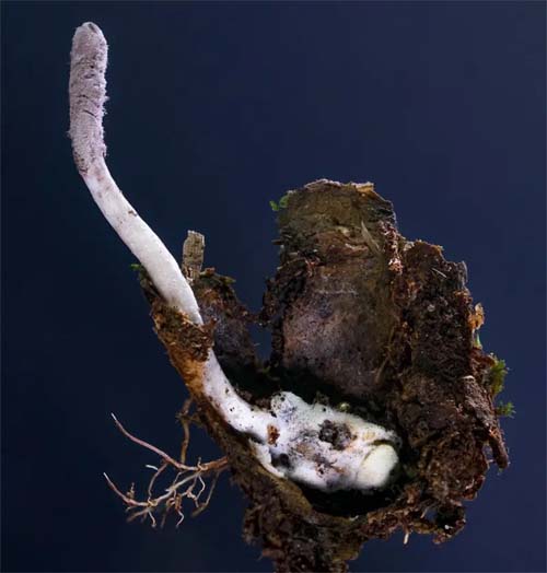 Nova Espécie de Fungus Controlador de Insetos é Descoberta na Floresta Atlântica do Rio de Janeiro